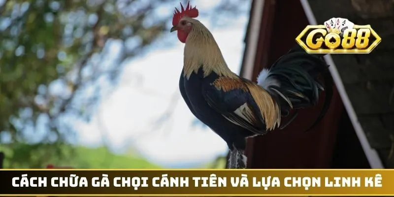 Cách chữa gà chọi cánh tiên và lựa chọn linh kê