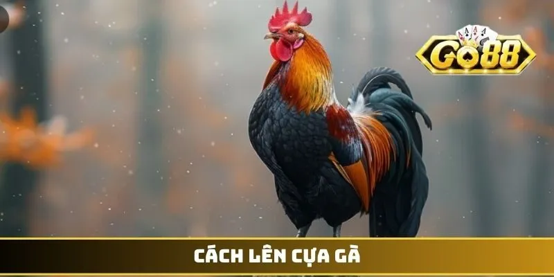 Cách lên cựa gà
