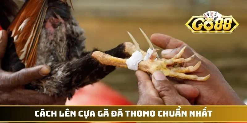 Cách lên cựa gà đá Thomo chuẩn nhất
