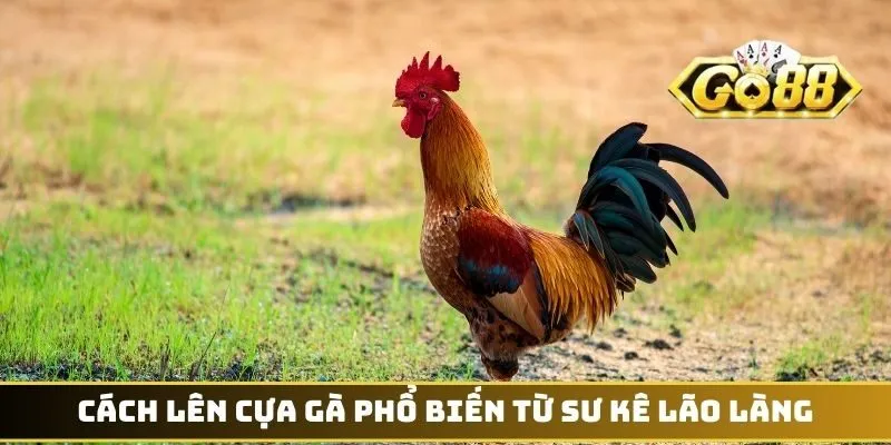 Cách lên cựa gà phổ biến từ sư kê lão làng