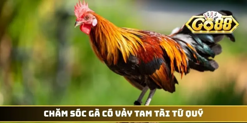 Chăm sóc gà có vảy Tam Tài Tứ Quý