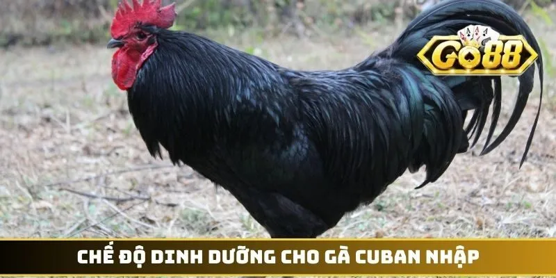 Chế độ dinh dưỡng cho gà Cuban nhập