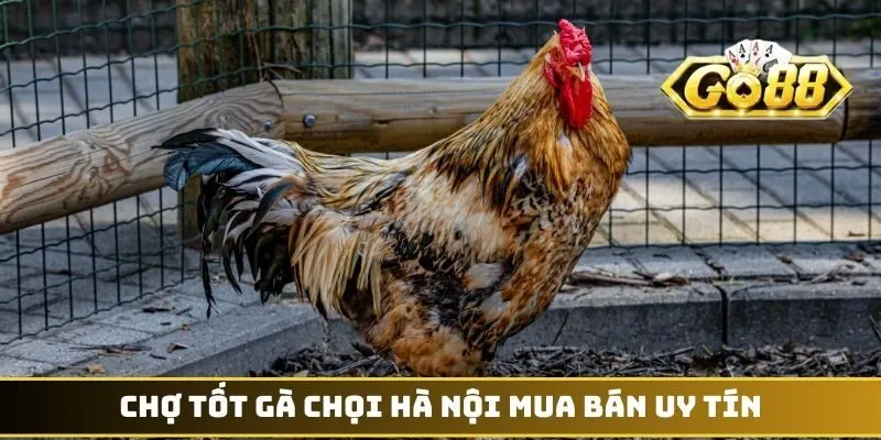 Chợ tốt gà chọi Hà Nội mua bán uy tín