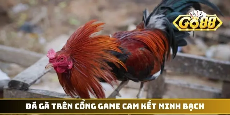 Đá gà trên cổng game cam kết minh bạch