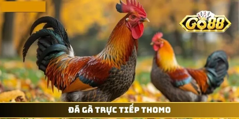 Đá gà trực tiếp Thomo