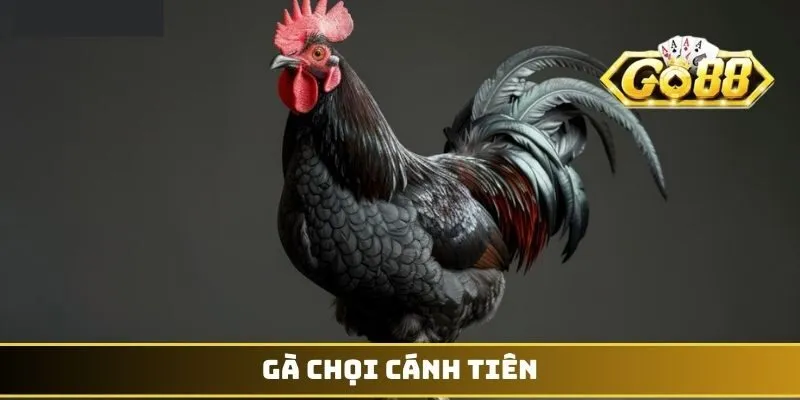 Gà chọi cánh tiên