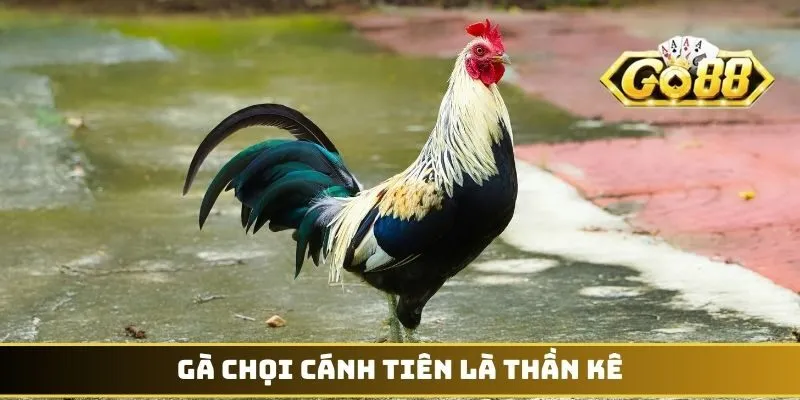 Gà chọi cánh tiên là thần kê