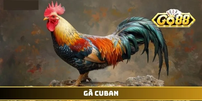 Gà Cuban