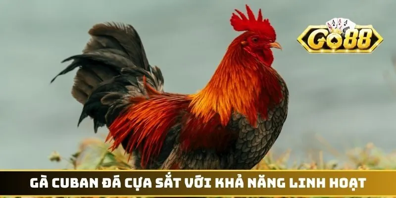 Gà Cuban đá cựa sắt với khả năng linh hoạt