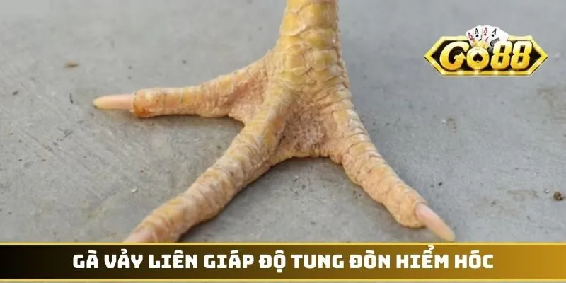 Gà vảy Liên Giáp độ tung đòn hiểm hóc