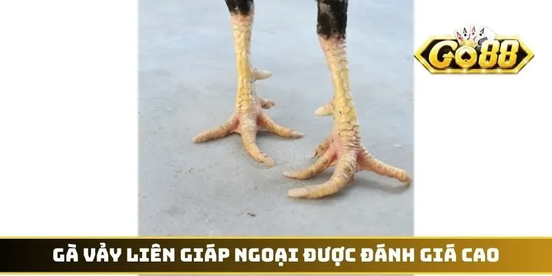 Gà vảy Liên Giáp ngoại được đánh giá cao