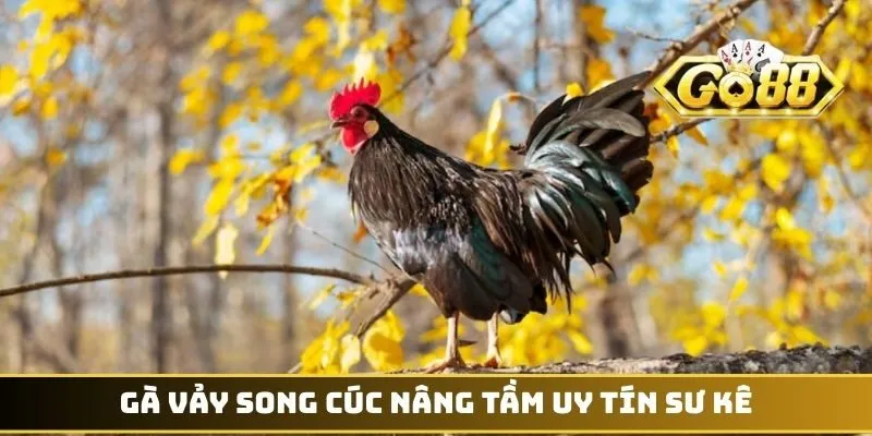 Gà vảy Song Cúc nâng tầm uy tín sư kê