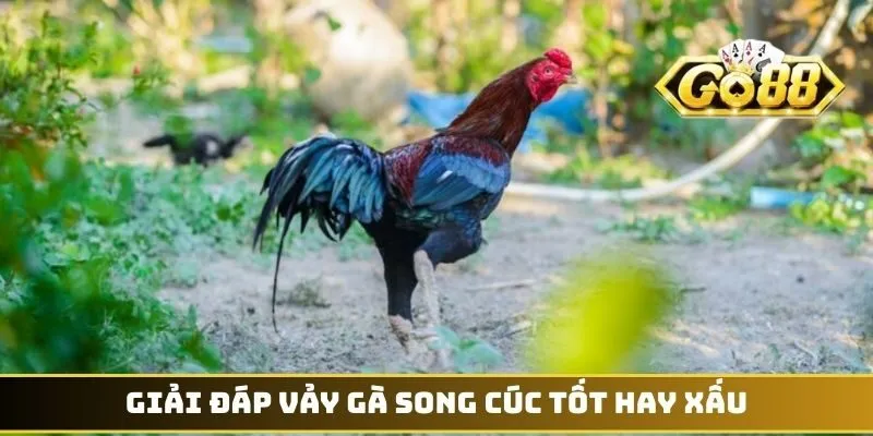 Giải đáp vảy gà Song Cúc tốt hay xấu