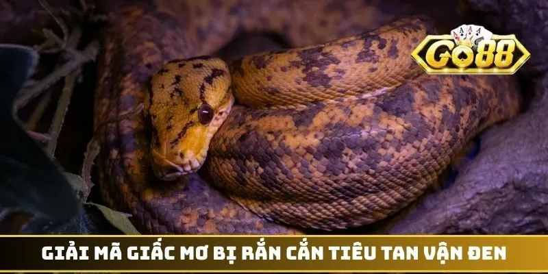 Giải mã giấc mơ bị rắn cắn tiêu tan vận đen