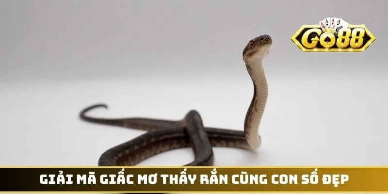 Giải mã giấc mơ thấy rắn cùng con số đẹp