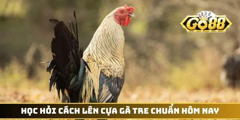 Học hỏi cách lên cựa gà tre chuẩn hôm nay