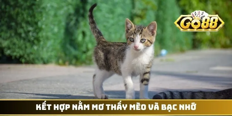 Kết hợp nằm mơ thấy mèo và bạc nhớ