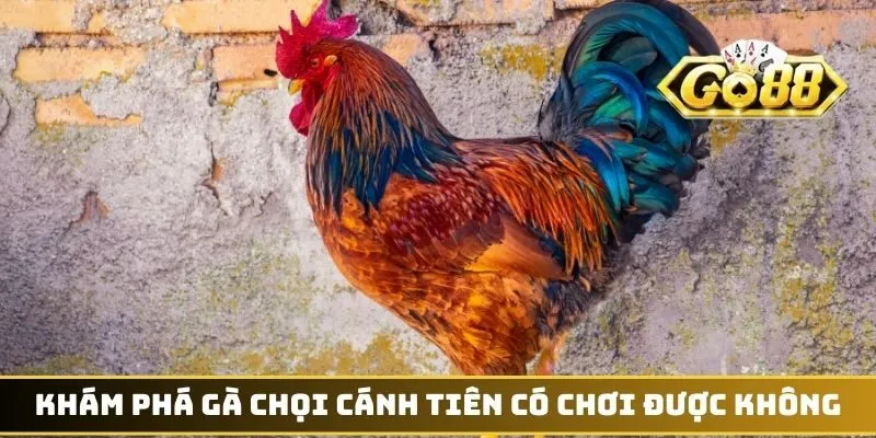 Khám phá gà chọi cánh tiên có chơi được không