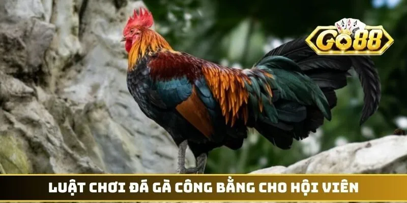 Luật chơi đá gà công bằng cho hội viên