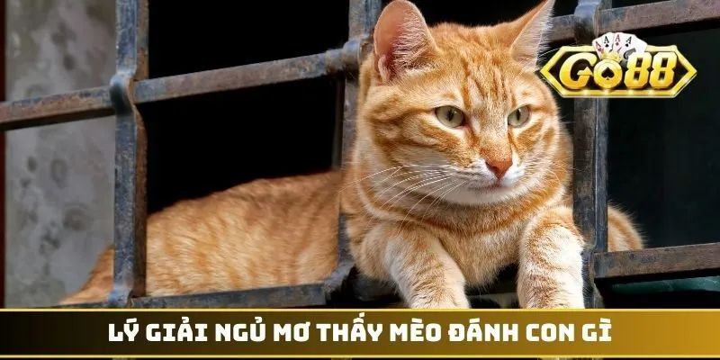 Lý giải ngủ mơ thấy mèo đánh con gì