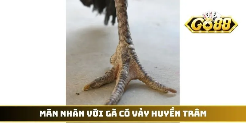 Mãn nhãn với gà có vảy Huyền Trâm