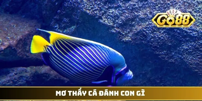Mơ thấy cá đánh con gì