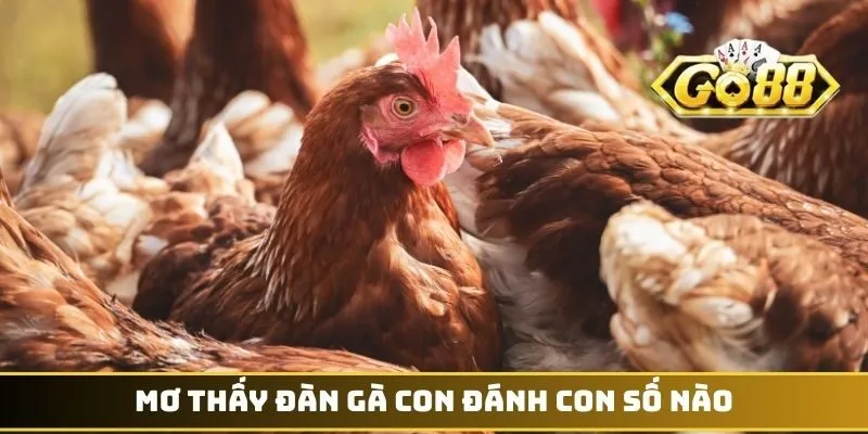 Mơ thấy đàn gà con đánh con số nào