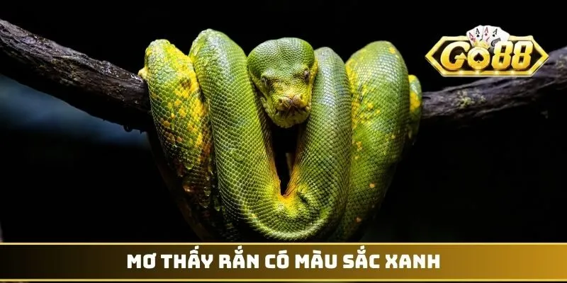 Mơ thấy rắn có màu sắc xanh
