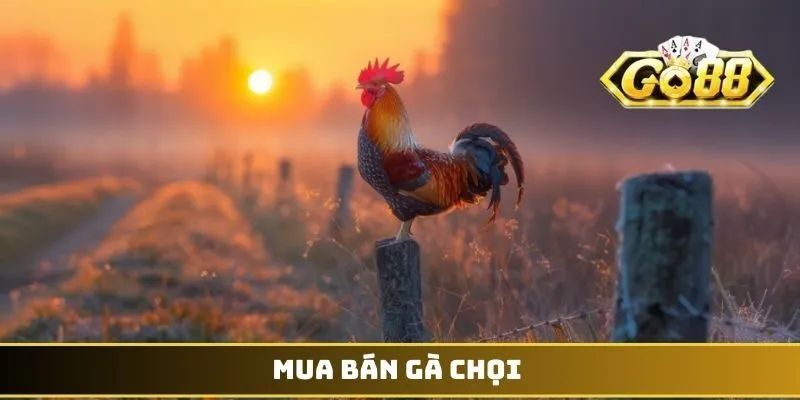 Mua bán gà chọi