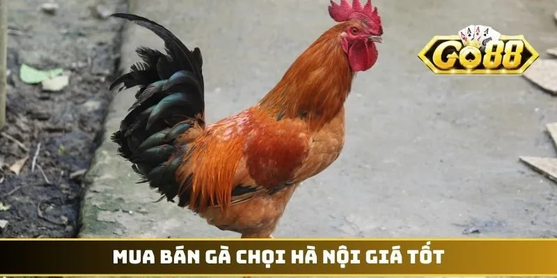 Mua bán gà chọi Hà Nội giá tốt