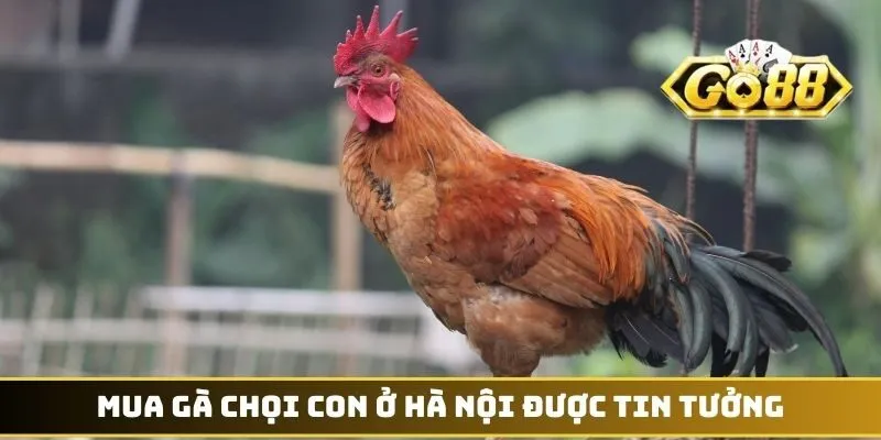 Mua gà chọi con ở Hà Nội được tin tưởng