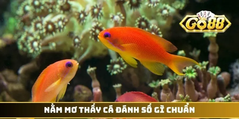 Nằm mơ thấy cá đánh số gì chuẩn