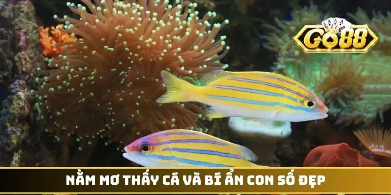 Nằm mơ thấy cá và bí ẩn con số đẹp