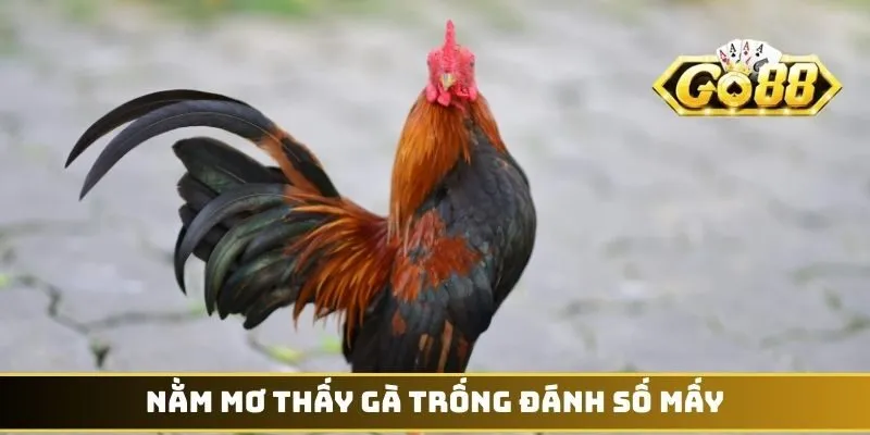 Nằm mơ thấy gà trống đánh số mấy