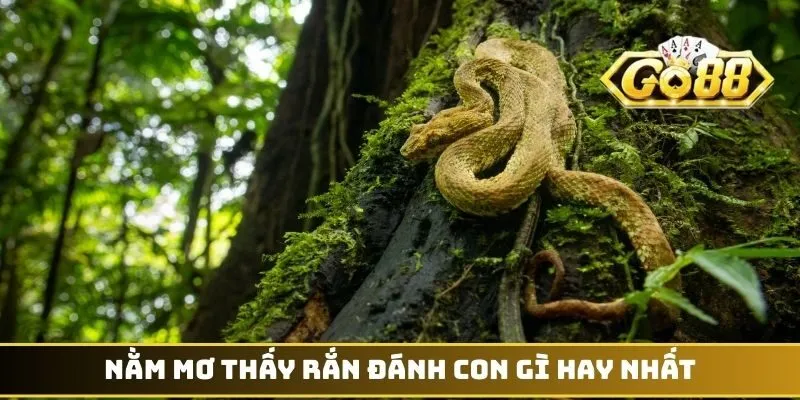 Nằm mơ thấy rắn đánh con gì hay nhất