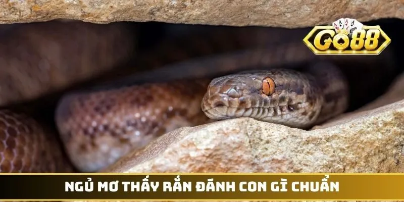 Ngủ mơ thấy rắn đánh con gì chuẩn