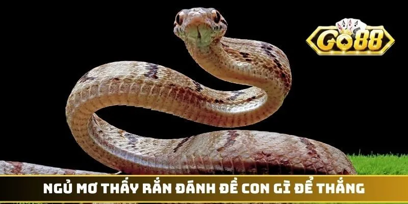 Ngủ mơ thấy rắn đánh đề con gì để thắng