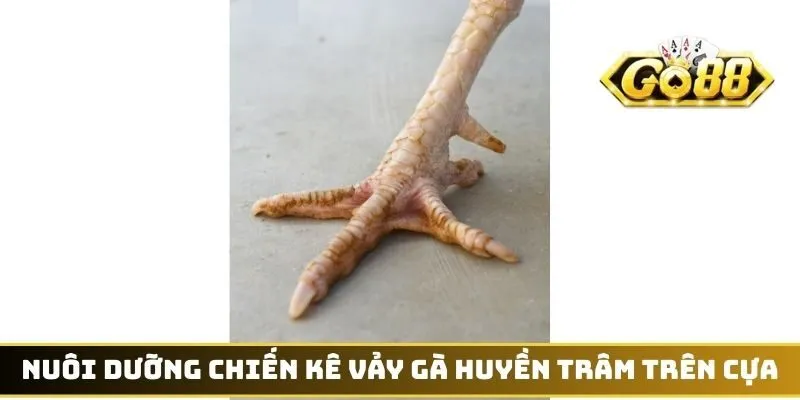 Nuôi dưỡng chiến kê vảy gà Huyền Trâm trên cựa