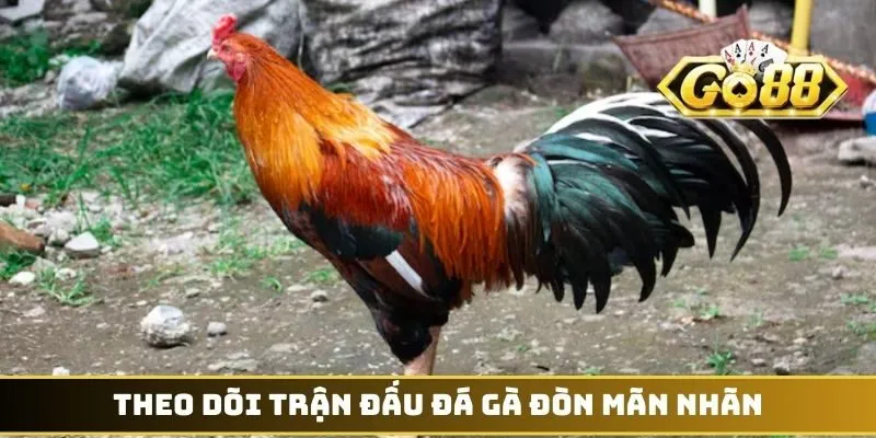 Theo dõi trận đấu đá gà đòn mãn nhãn