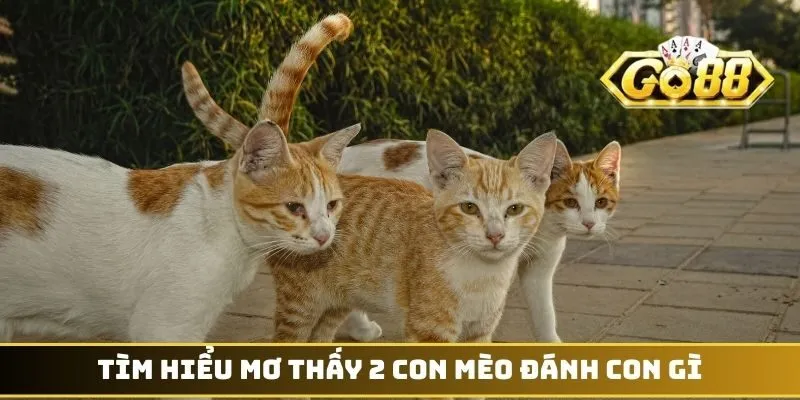 Tìm hiểu mơ thấy 2 con mèo đánh con gì