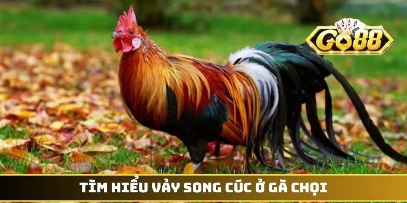 Tìm hiểu vảy Song Cúc ở gà chọi