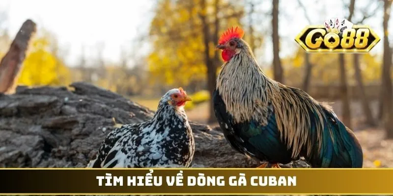 Tìm hiểu về dòng gà Cuban