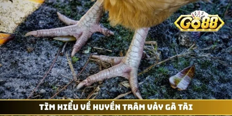 Tìm hiểu về Huyền Trâm vảy gà tài