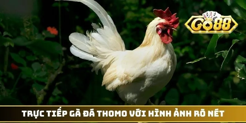 Trực tiếp gà đá Thomo với hình ảnh rõ nét