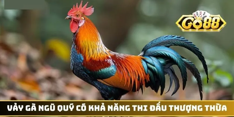 Vảy gà Ngũ Quý có khả năng thi đấu thượng thừa