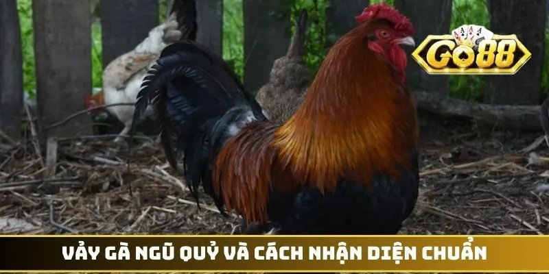 Vảy gà Ngũ Quỷ và cách nhận diện chuẩn