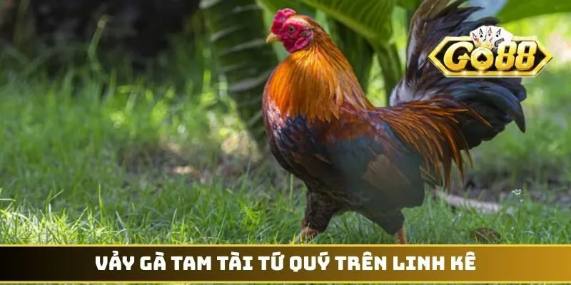 Vảy gà Tam Tài Tứ Quý trên linh kê