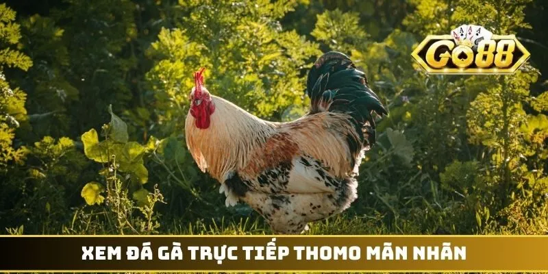 Xem đá gà trực tiếp Thomo mãn nhãn