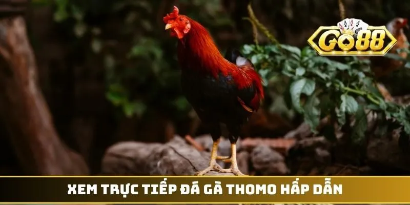 Xem trực tiếp đá gà Thomo hấp dẫn